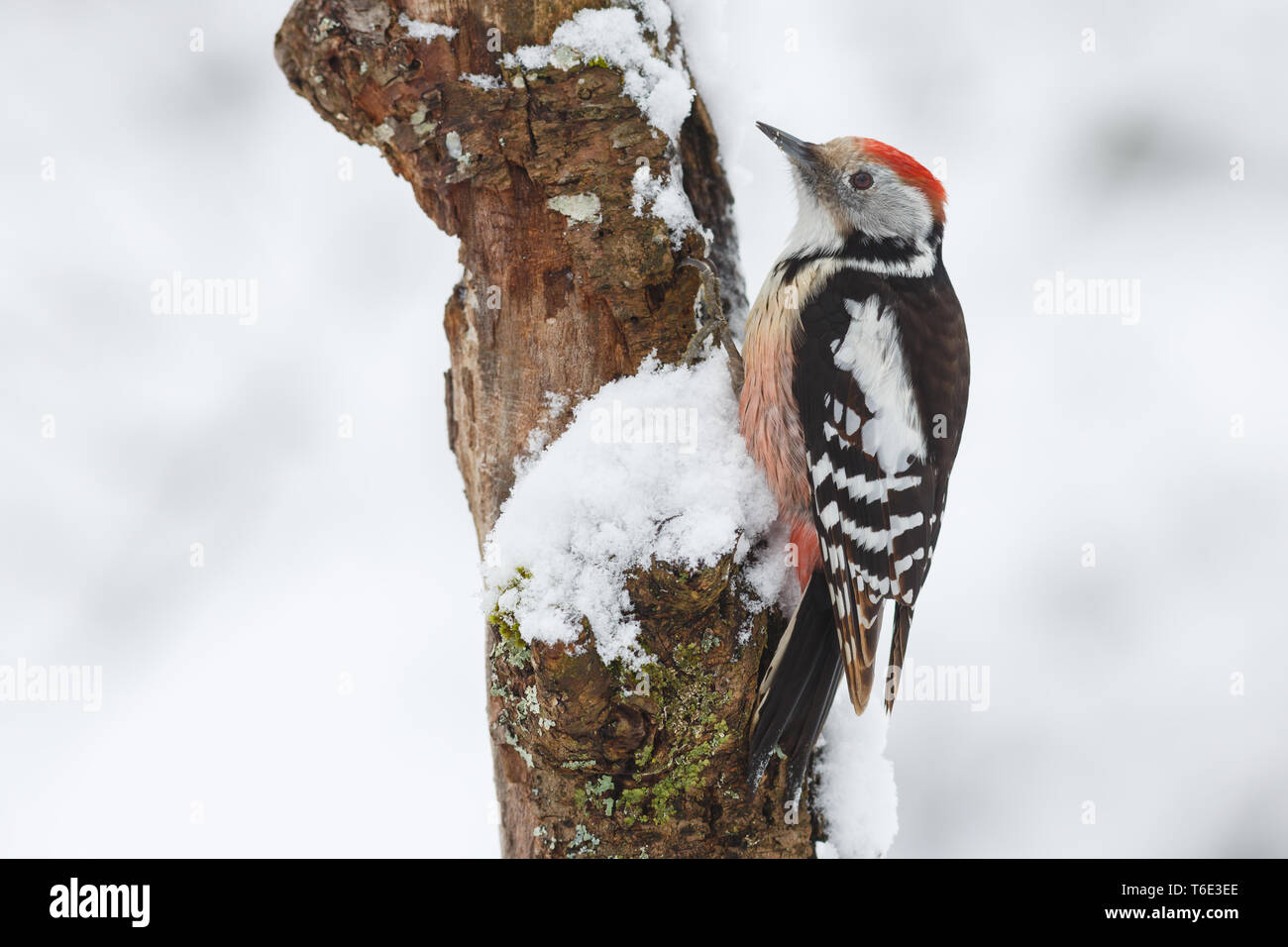 Middle Spotted Woodpecker, Picoides medius Stock Photo
