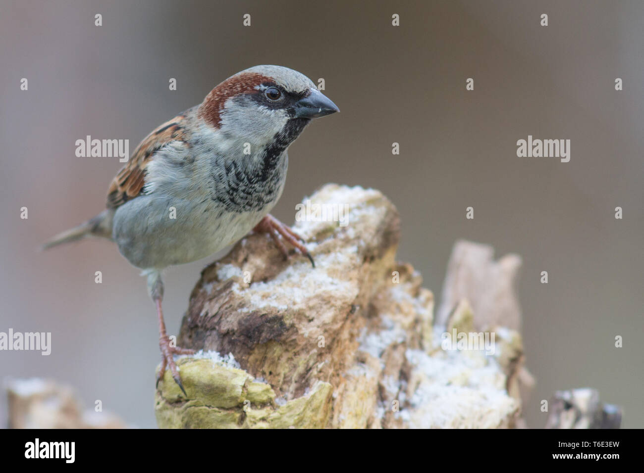 House Sparrow or English sparrow, Passer domesticus, europe, germany Stock Photo