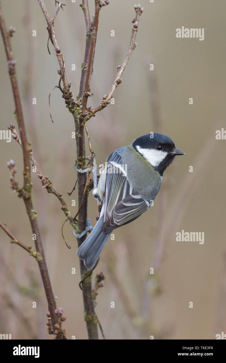 Great tit, Parus major, Europe, Germany Stock Photo