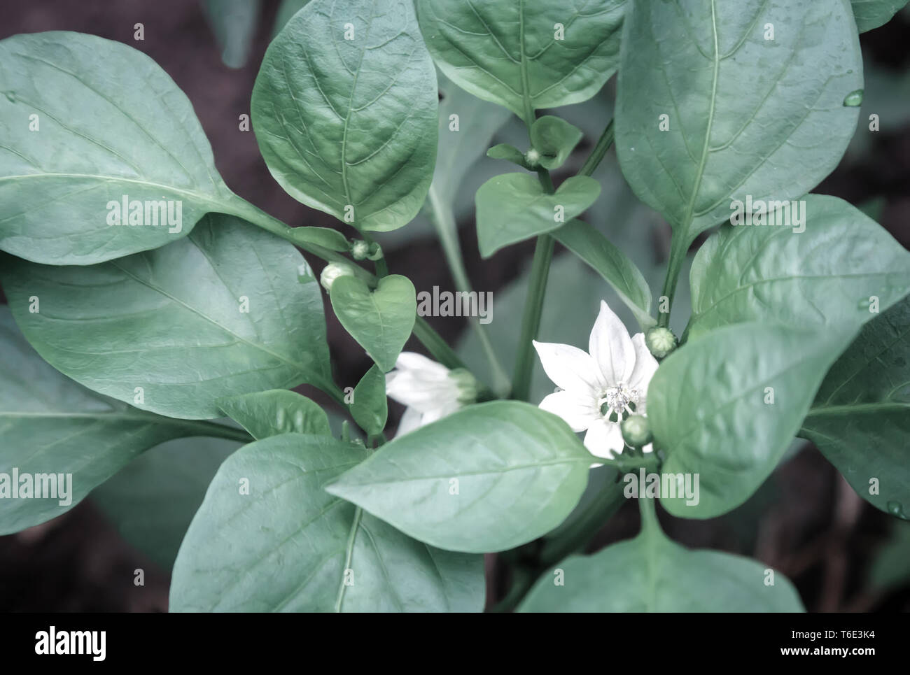 Pepper plant with flowers and buds. Stock Photo