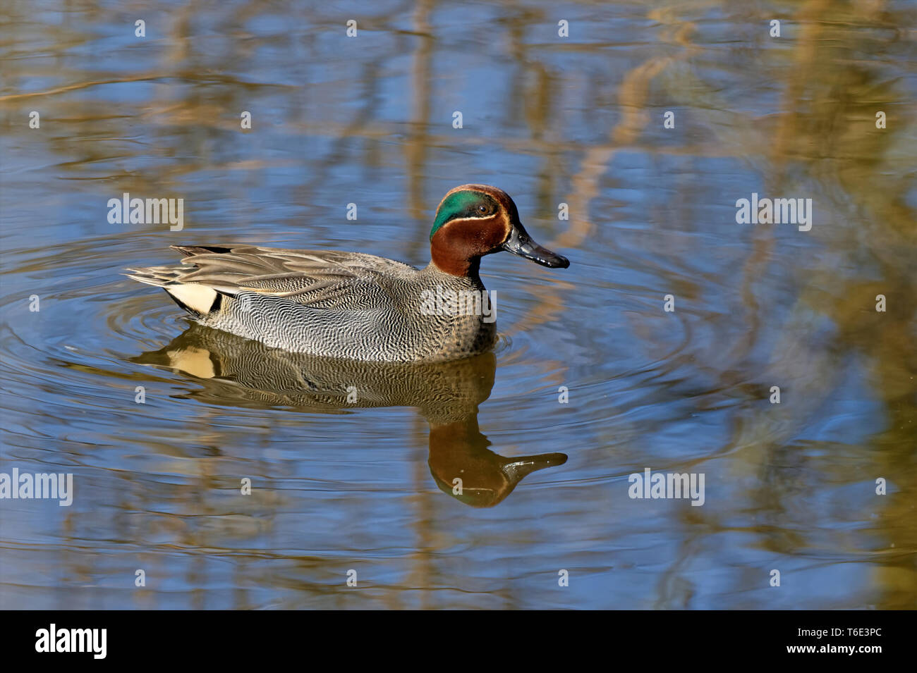 Eurasian teal Stock Photo
