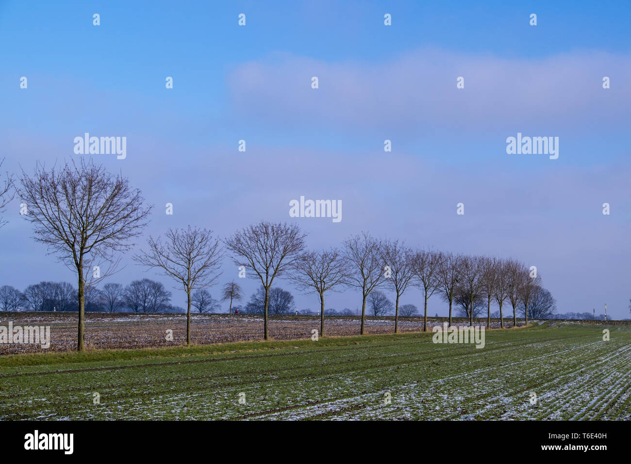 Wintry landscape in the Münsterland Stock Photo