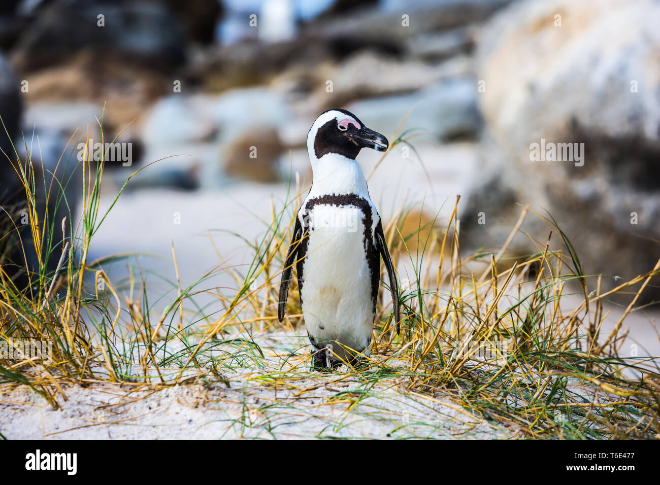 Lively penguin Stock Photo