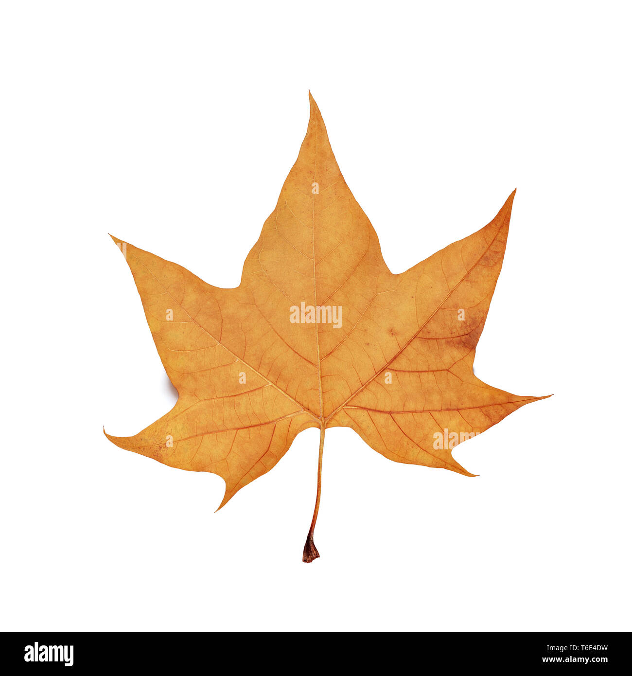autumn maple leaf isolated on white background Stock Photo - Alamy