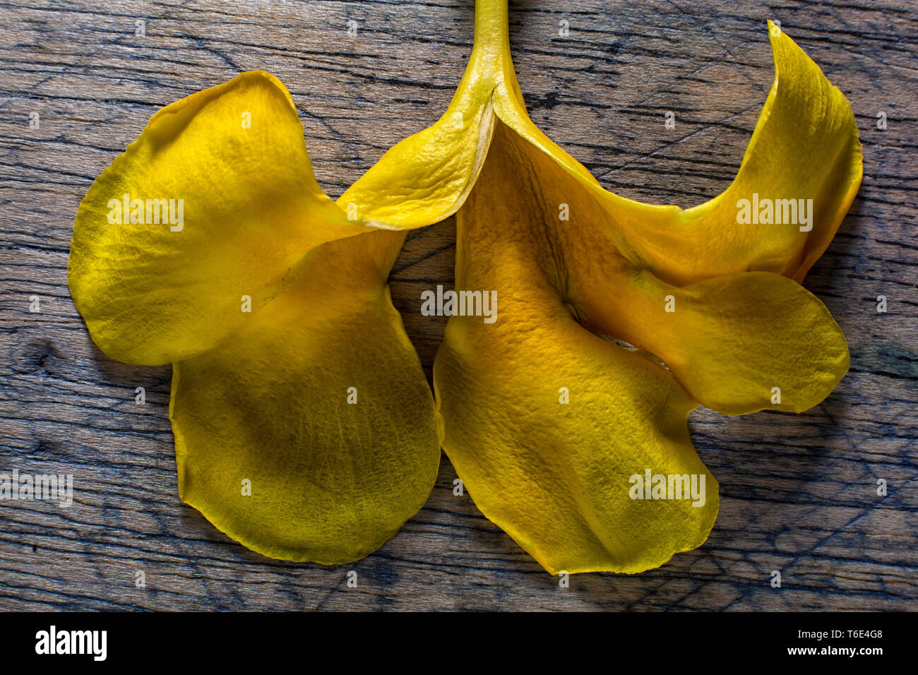 yellow petal flower on rustic wood surface Stock Photo