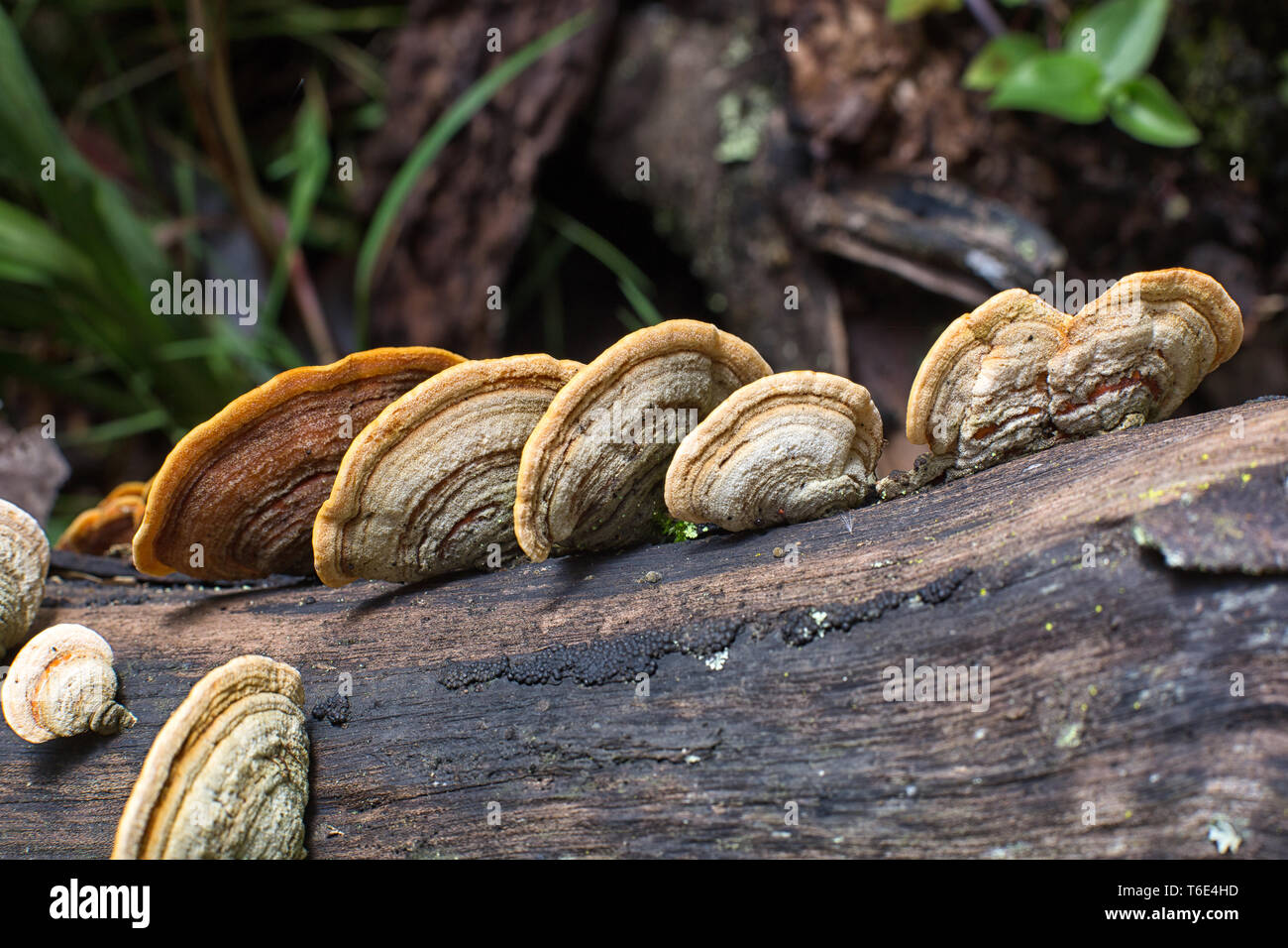 mushrooms growing on tree trunk in Colombia Stock Photo
