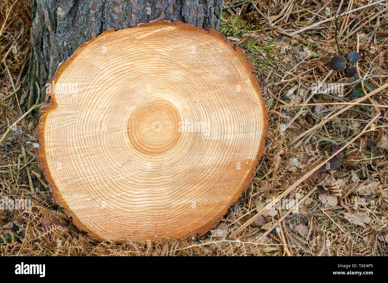 Felled Piece Wood Tree Trunk Growth Rings Isolated White Natural Stock  Photo by ©captureandcompose 407897794