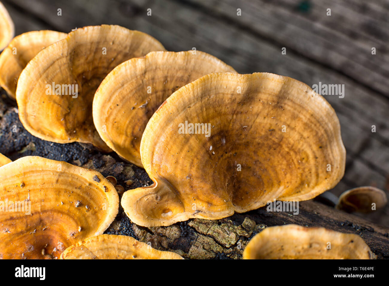 mushrooms in Colombia Stock Photo Alamy