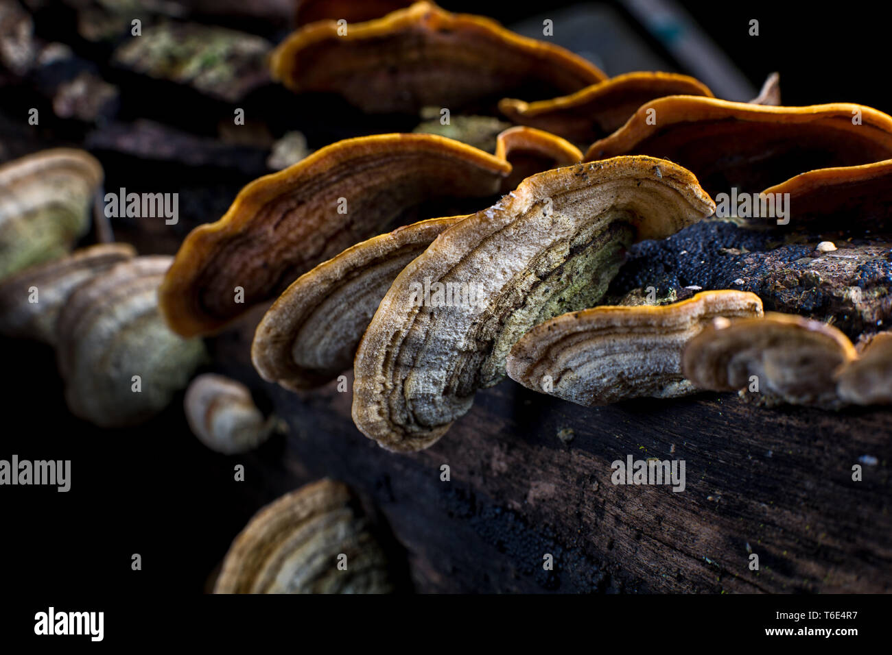 mushrooms closeup in Colombia Stock Photo