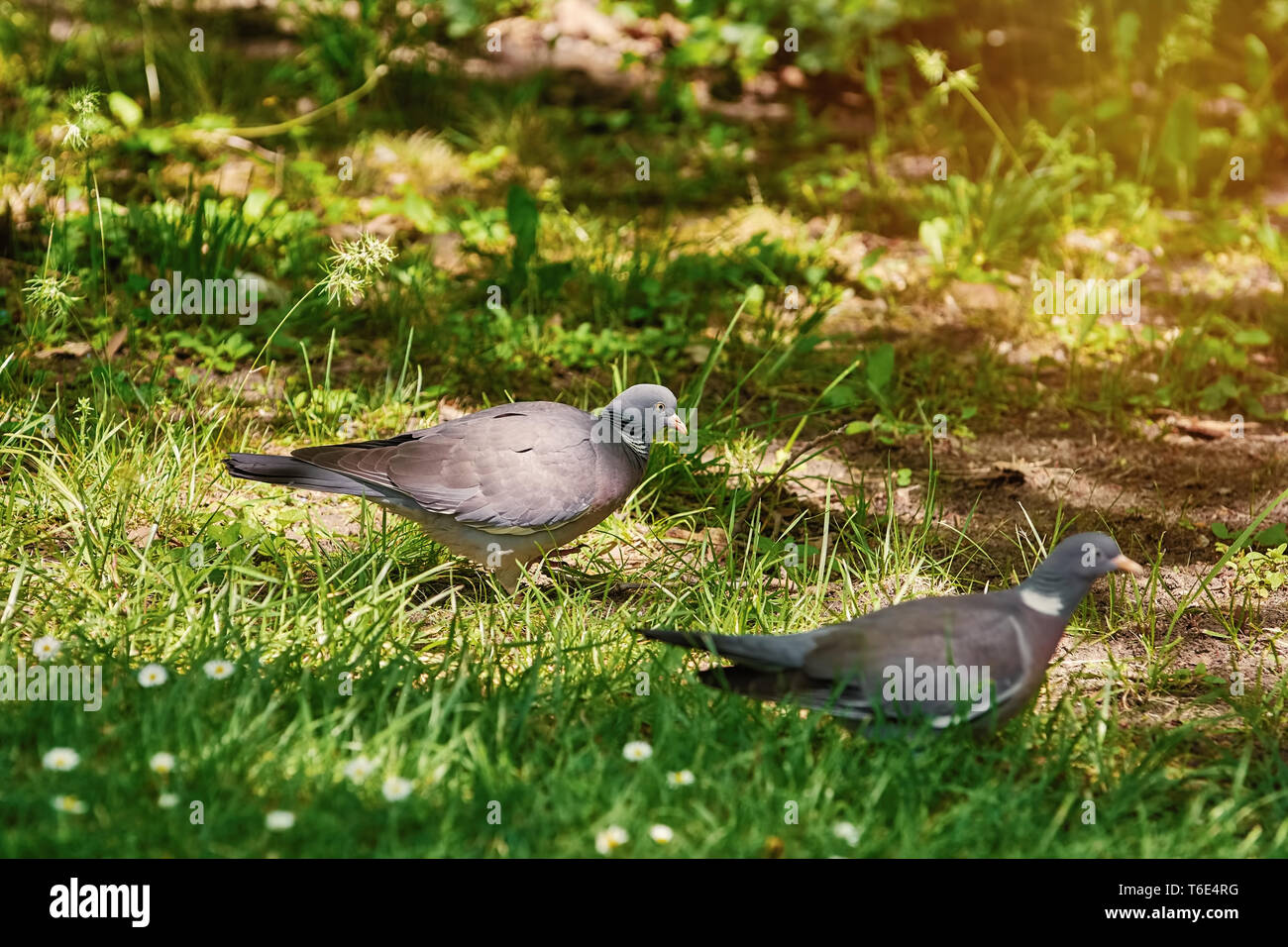 Wood Pigeons on Grass Stock Photo Alamy