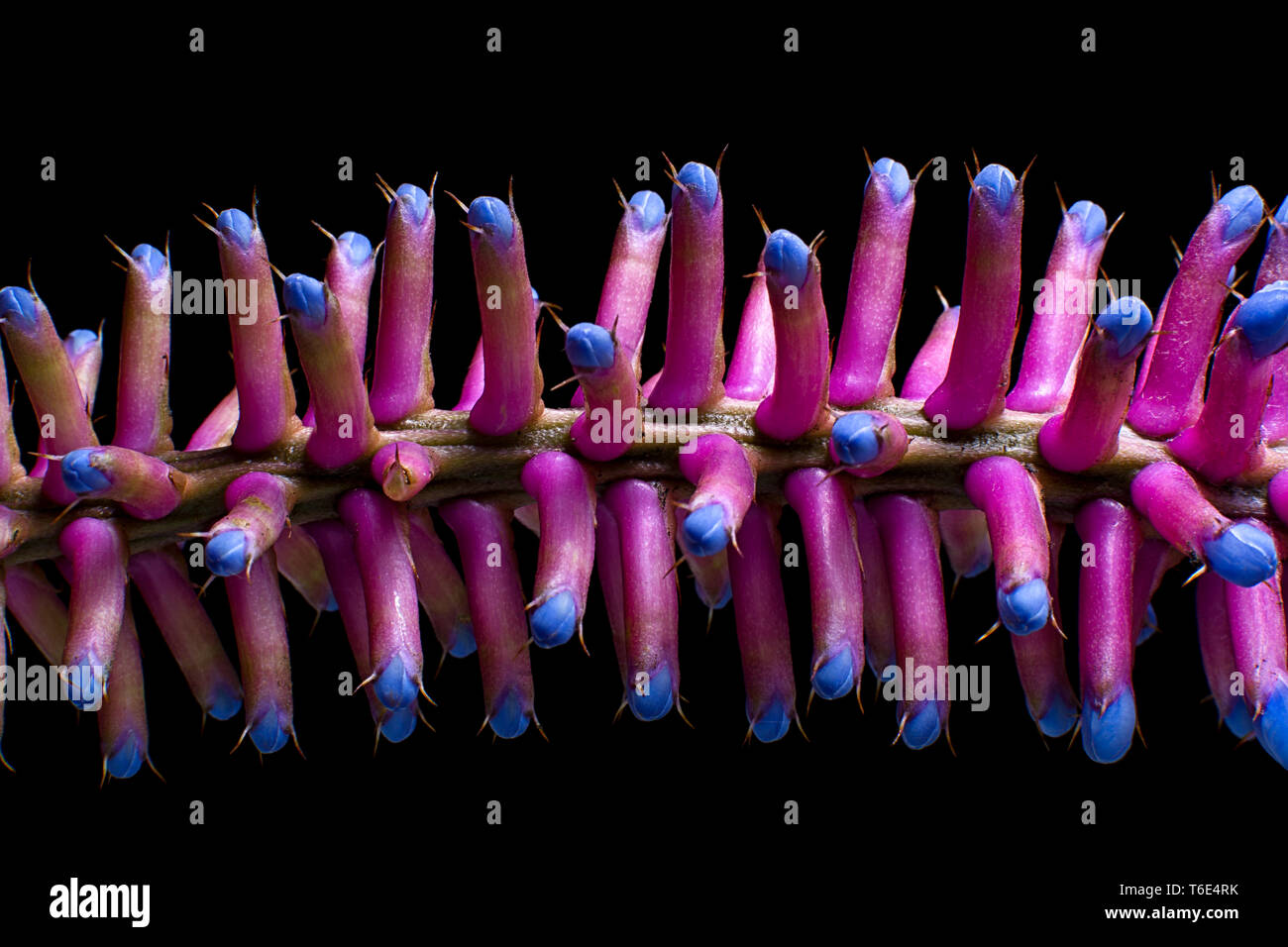 matchstick bromeliad closeup Stock Photo - Alamy
