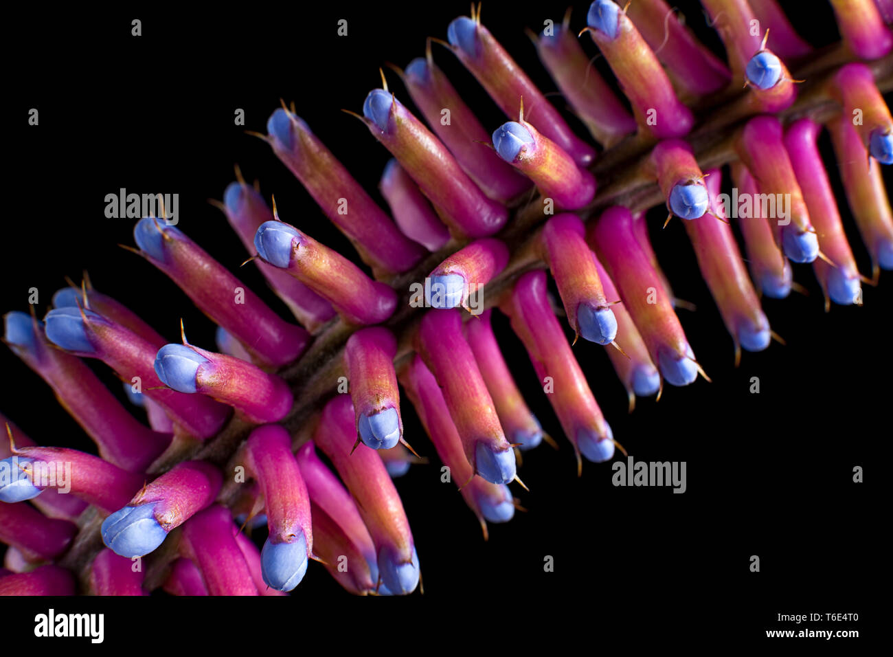 matchstick bromeliad closeup Stock Photo - Alamy