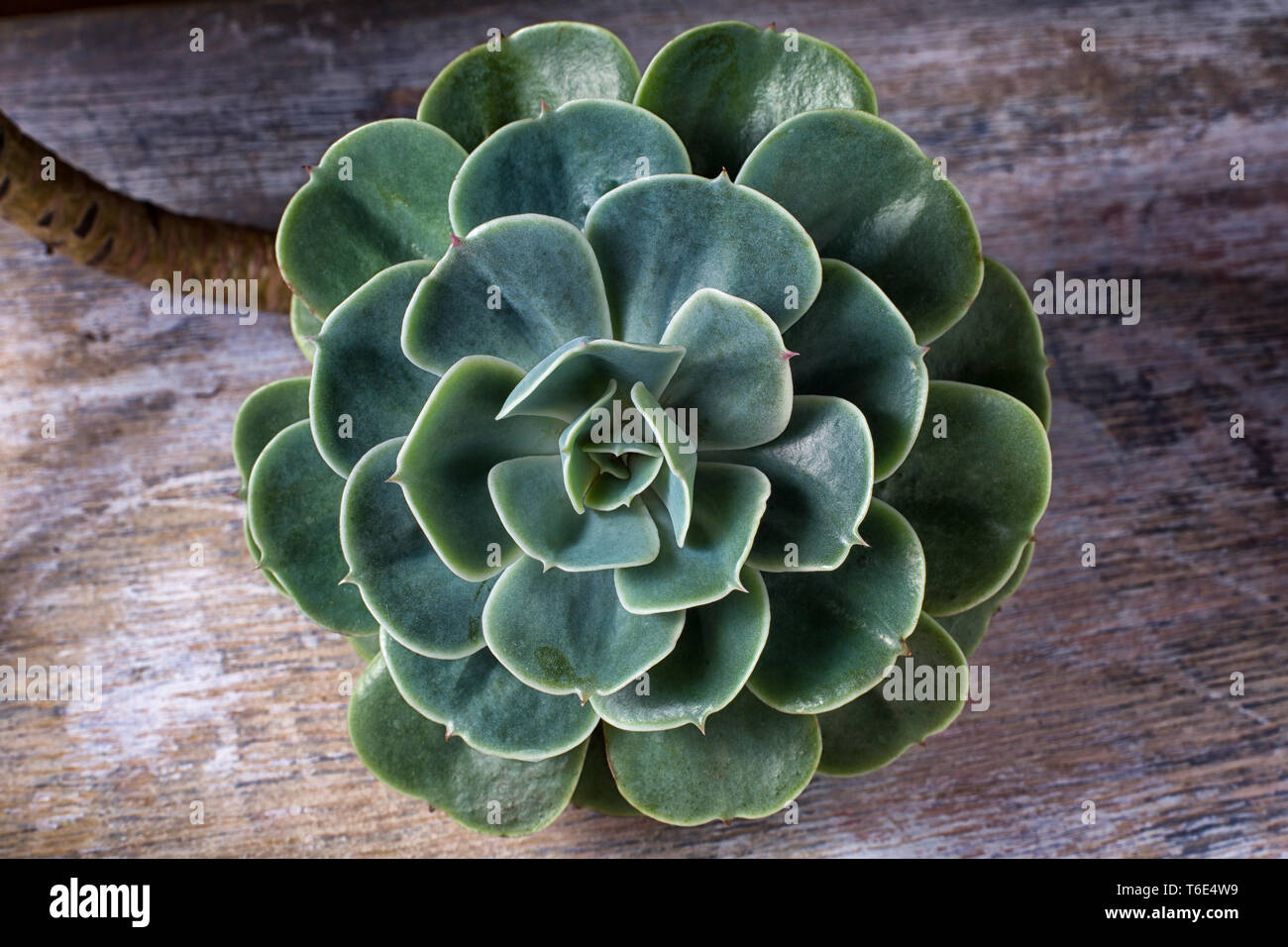green succulent plant closeup on wood surface Stock Photo