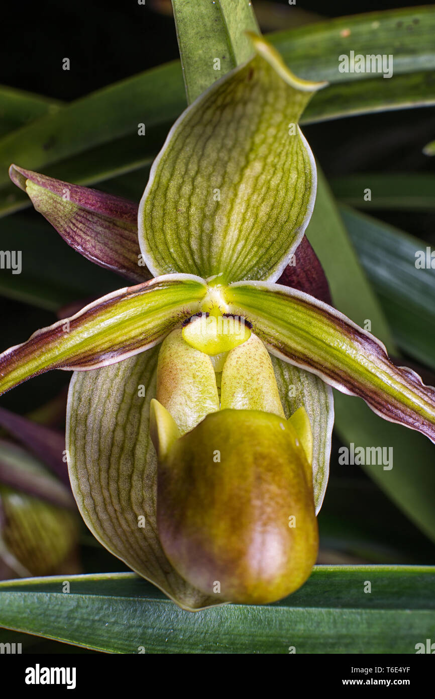 lady slipper orchid macro in nature Stock Photo