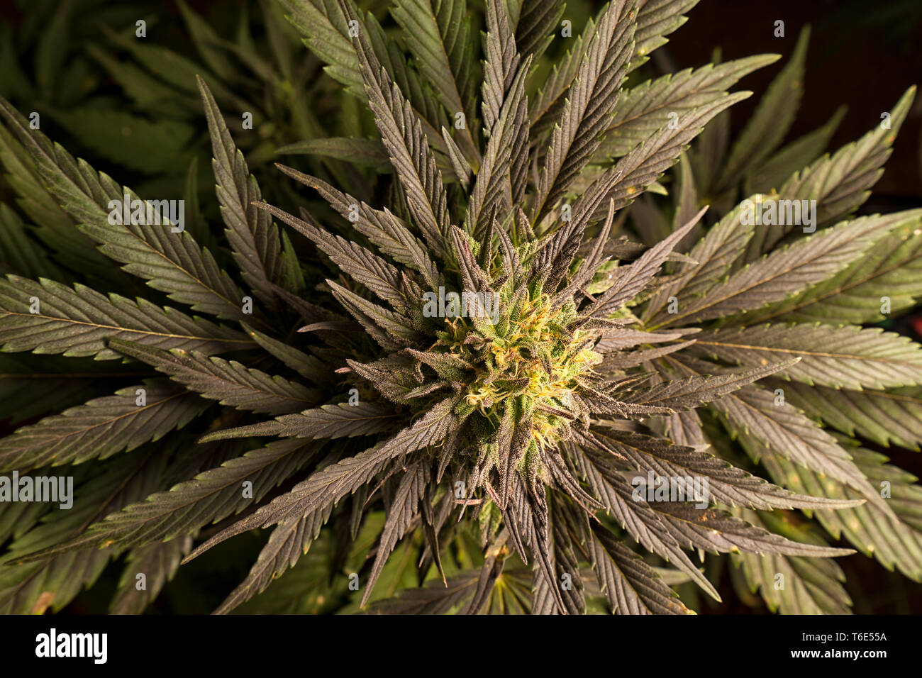 marijuana plant closeup Stock Photo