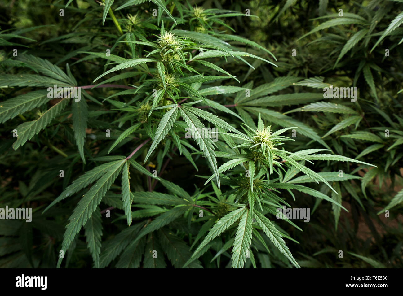 marijuana plant closeup Stock Photo