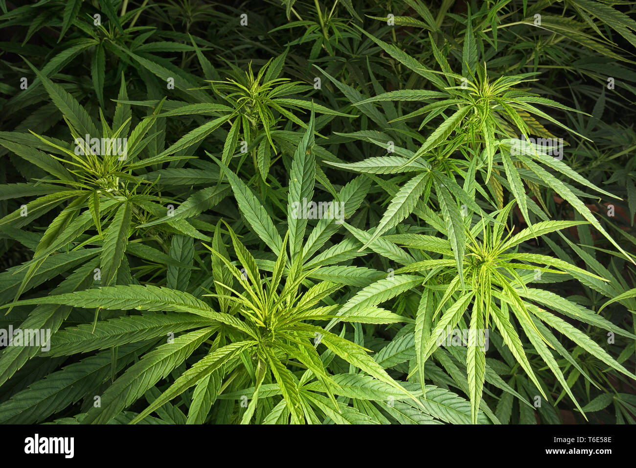 organic marijuana plant closeup Stock Photo