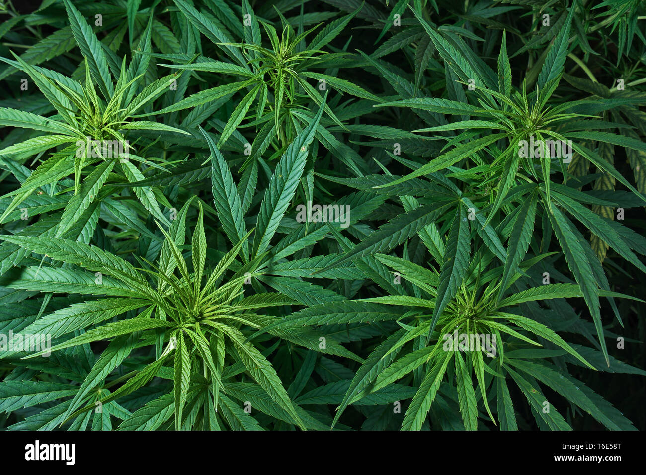 organic marijuana plant closeup Stock Photo