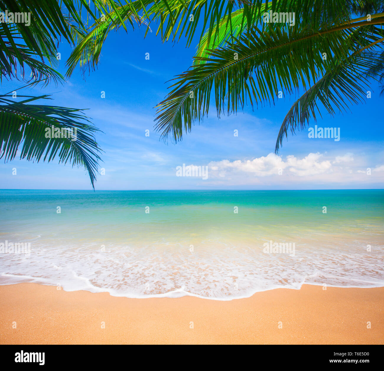 Palm and tropical beach Stock Photo - Alamy