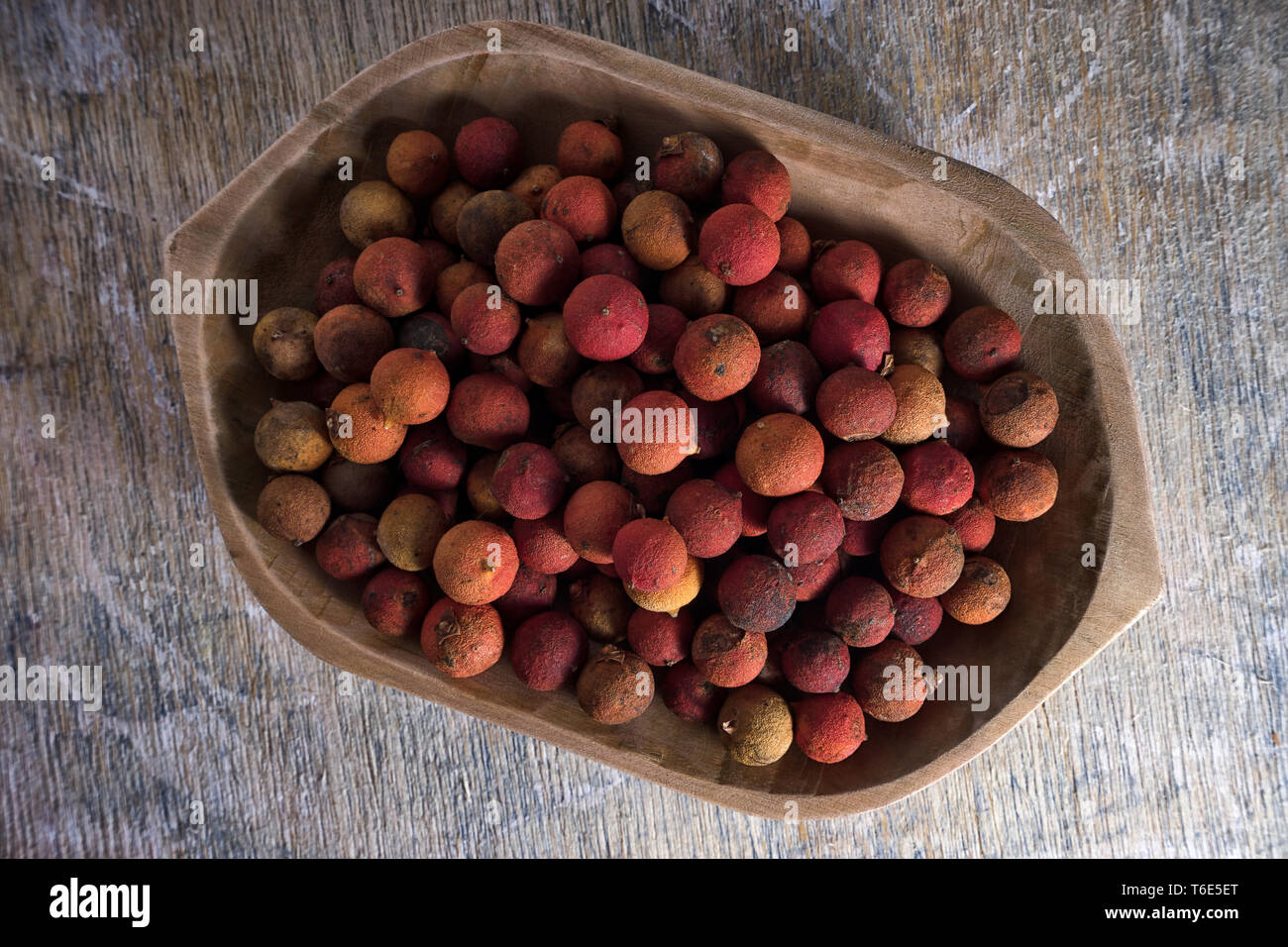 corozo palm tree nuts in Colombia Stock Photo