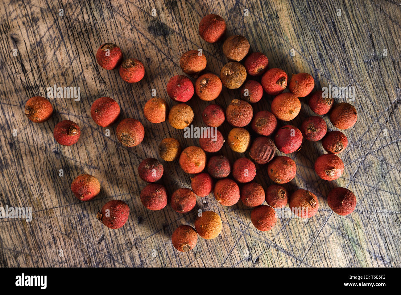 corozo palm tree nuts in Colombia Stock Photo