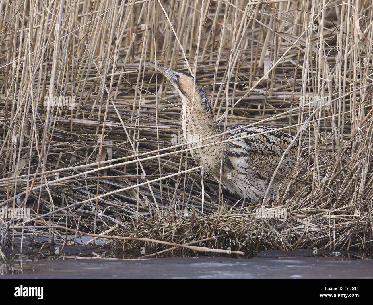 Common bittern, Botaurus stellaris Stock Photo - Alamy