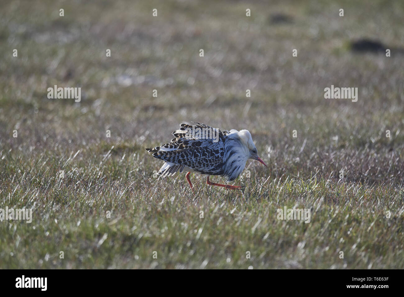 European ruff hi-res stock photography and images - Alamy