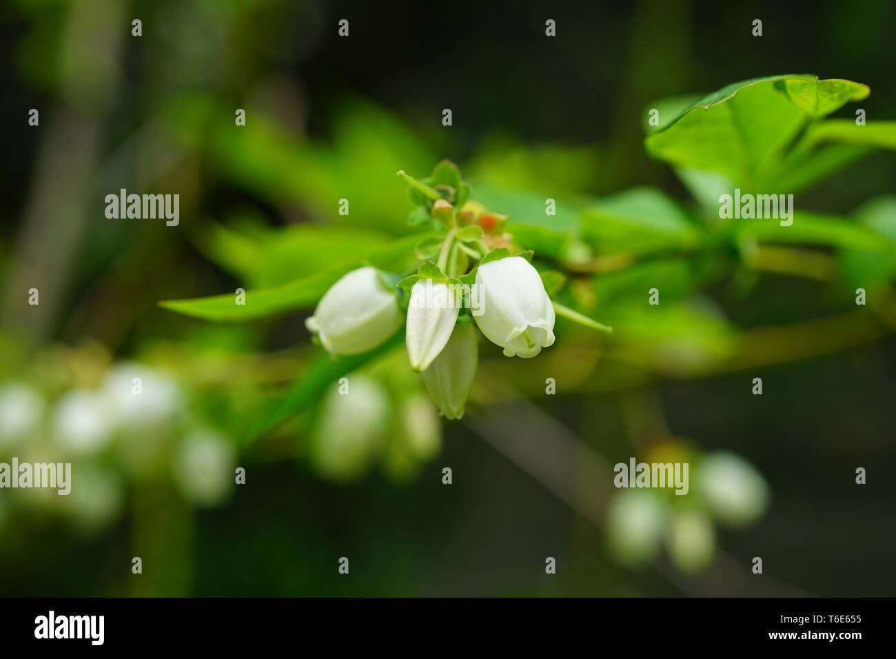 Flowers on a blueberry bush hires stock photography and images Alamy
