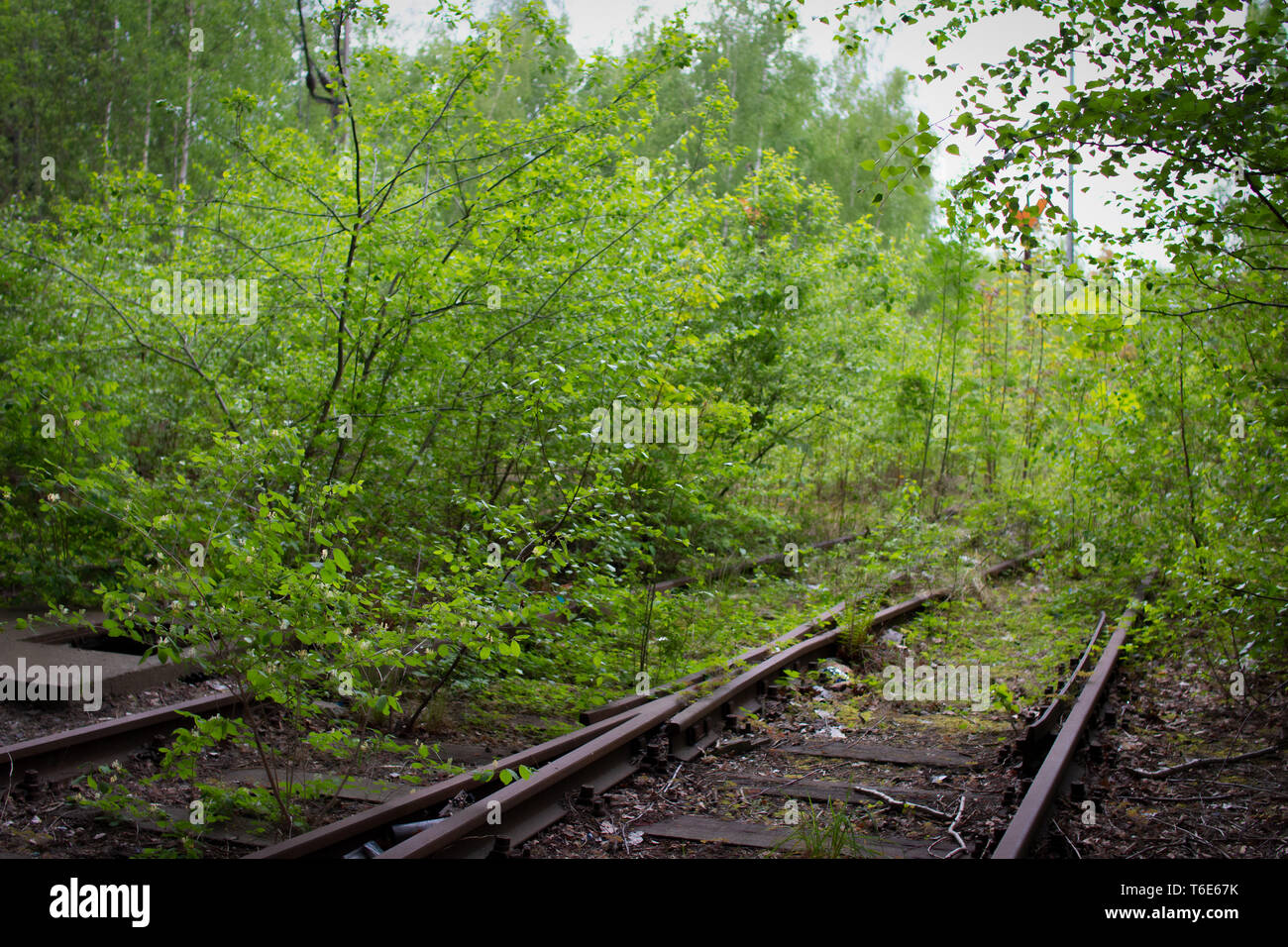 Back to nature - lost place in Dortmund, Germany Stock Photo