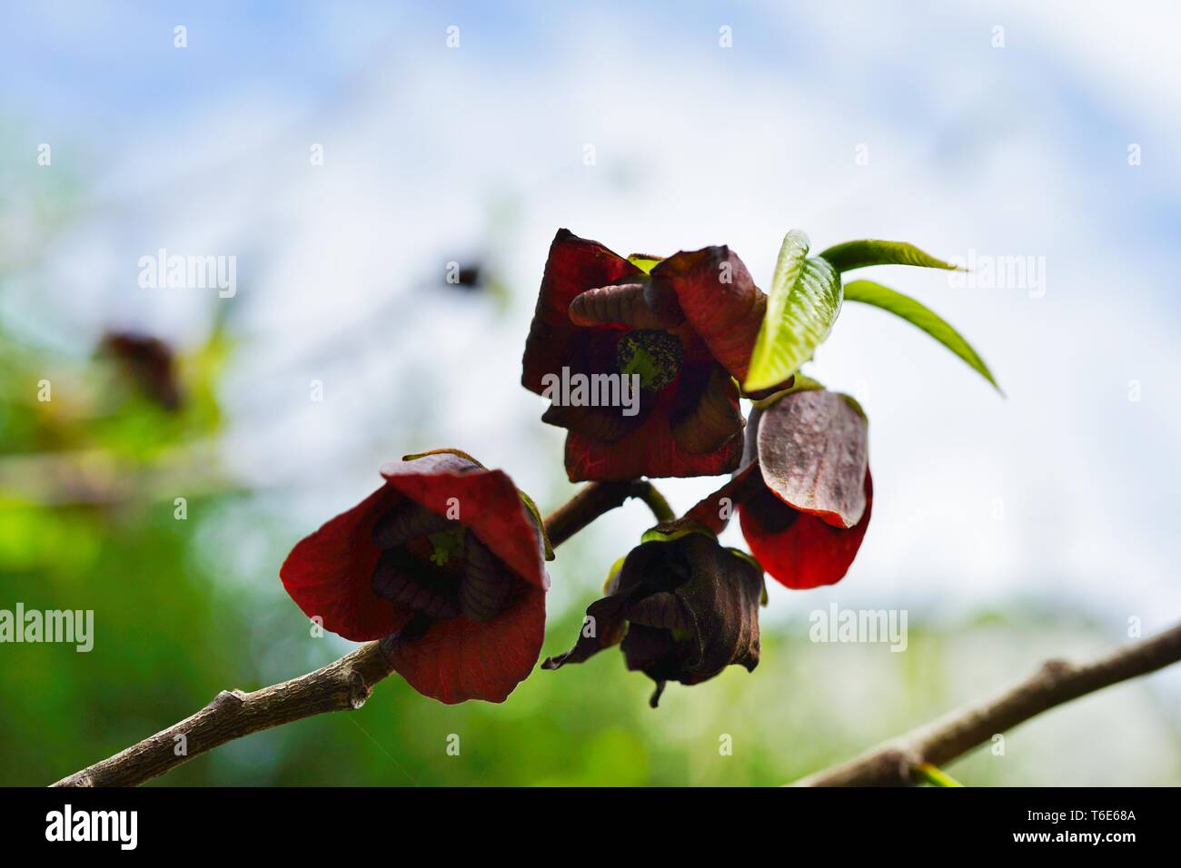 Close-up flowers of the common paw paw tree (asimina triloba Stock