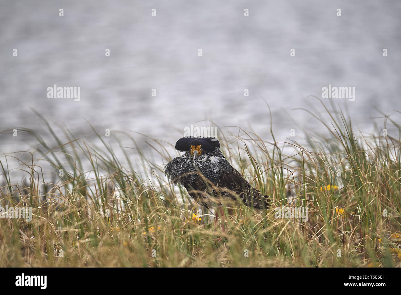 Europe european breeding hi-res stock photography and images - Alamy