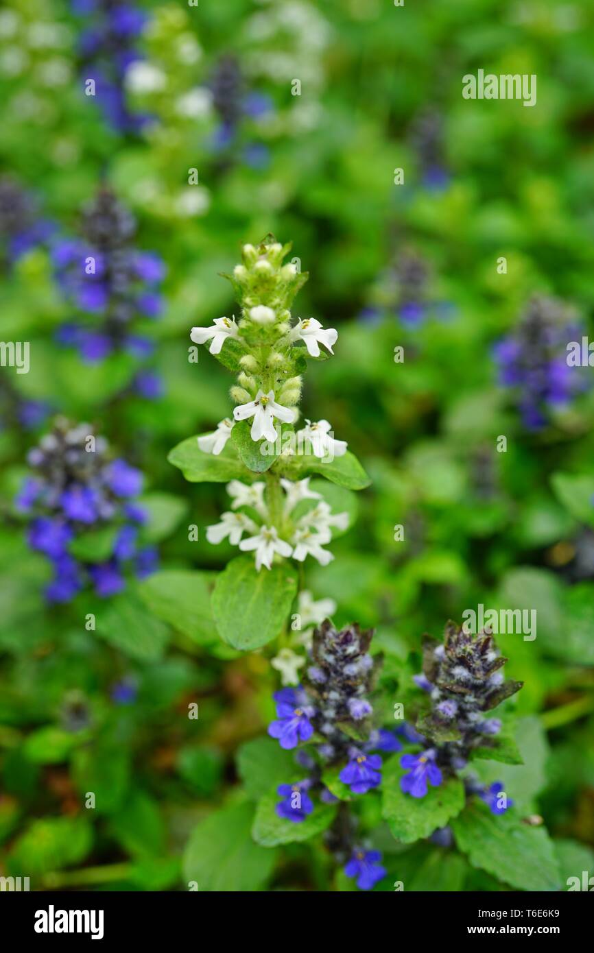 Carpet bugle weed (ajuga reptans) flower spikes in the spring garden