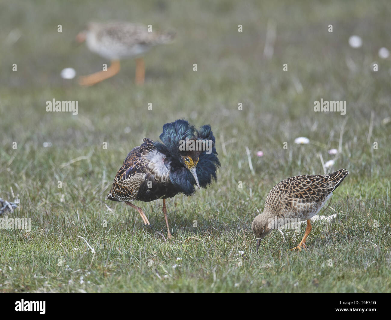 European ruff hi-res stock photography and images - Alamy