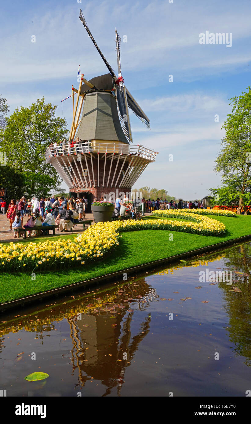Keukenhof Gardens Tulips And Windmill In Spring In Holland Stock Photo keukenhof-gardens-tulips-and-windmill-in-spring-in-holland-stock-photo