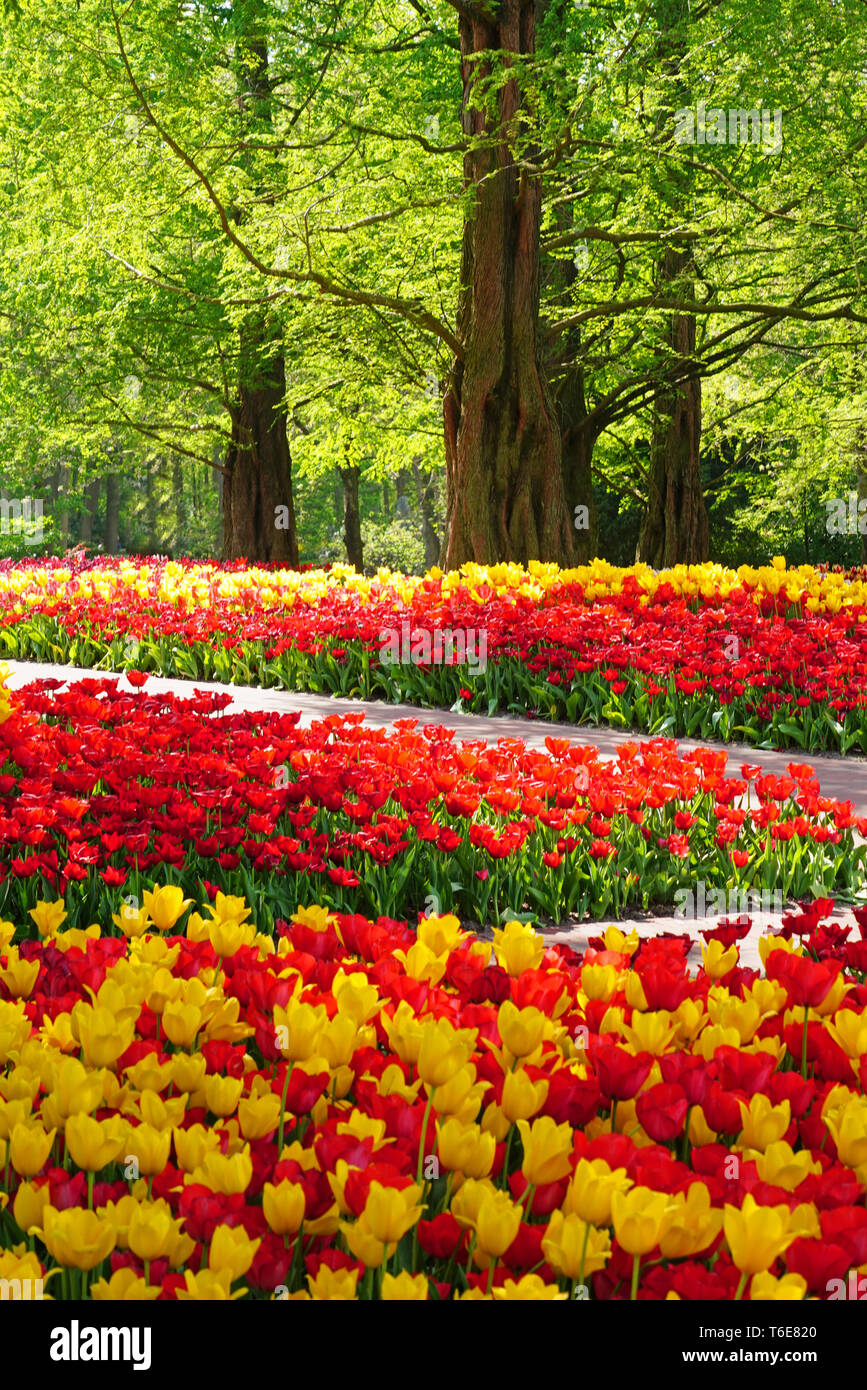 Keukenhof Gardens tulips in spring in Holland Stock Photo - Alamy