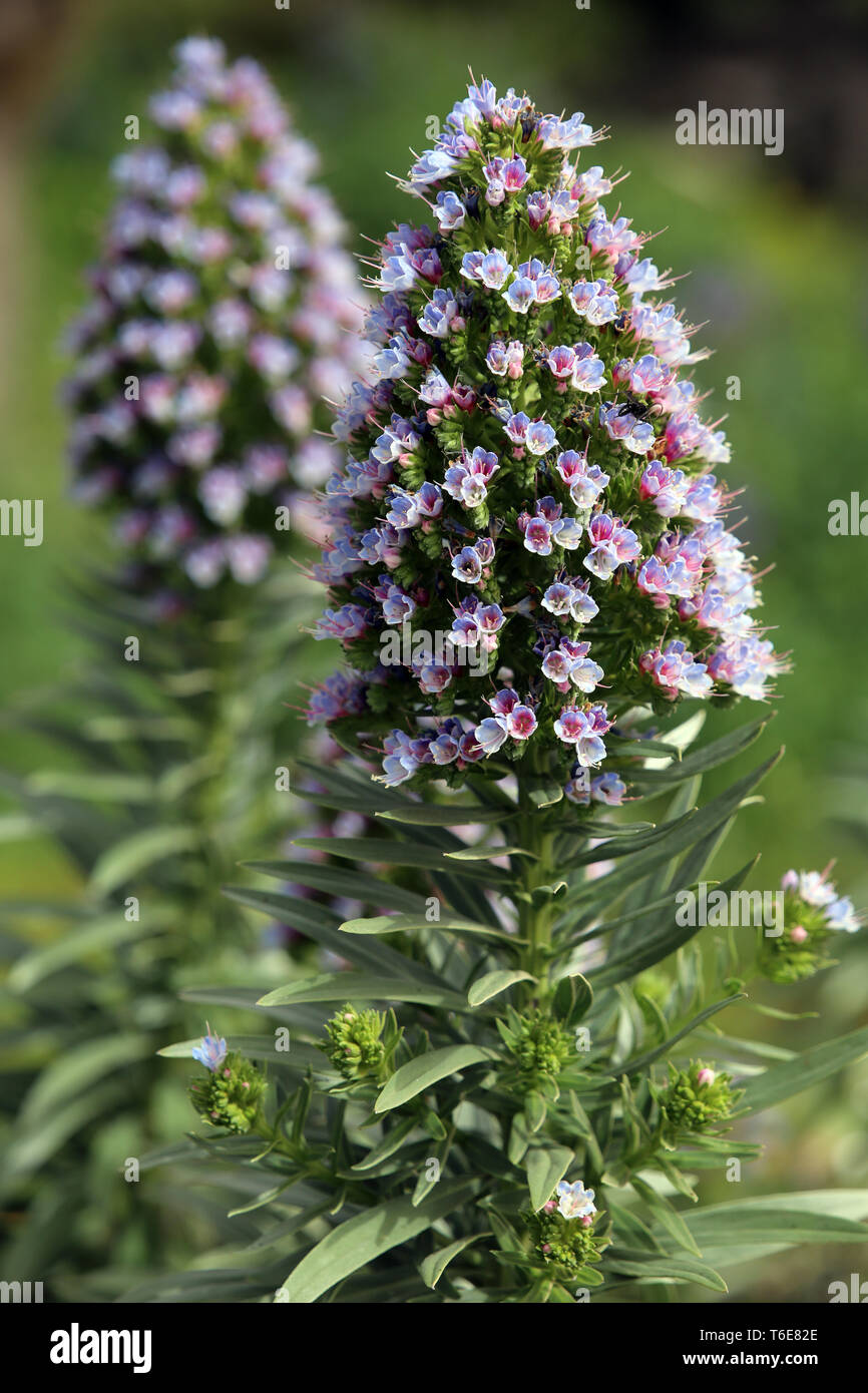 La Palma white bugloss Echium brevirame Stock Photo