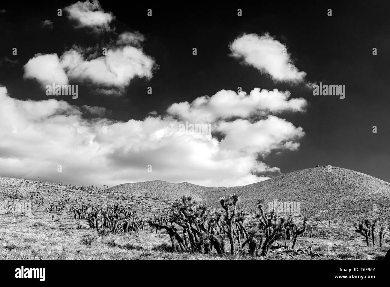 Joshua Trees growing among the hills of the Mojave Desert under a cloud filled sky. Stock Photo