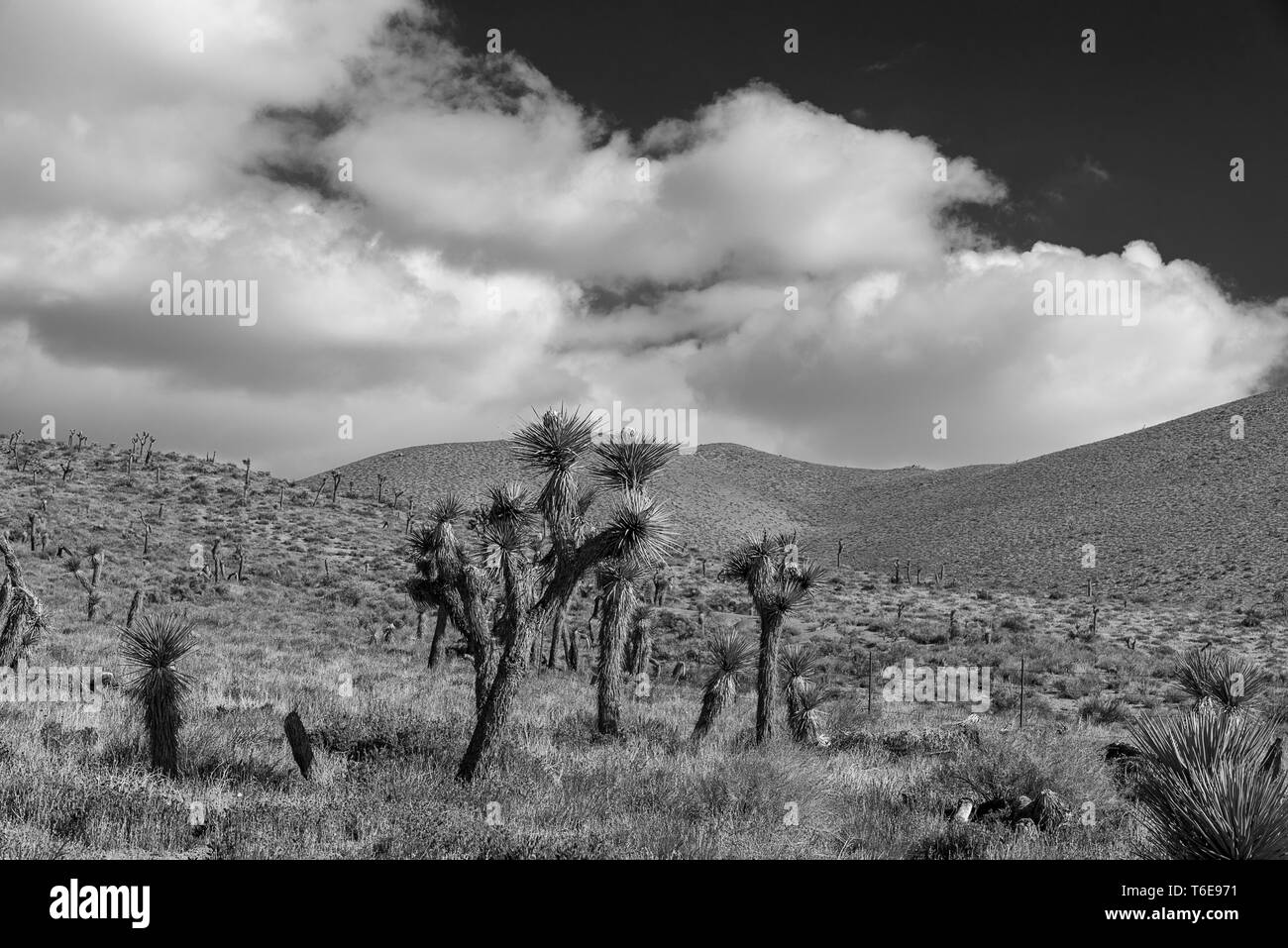 Black and White view of Joshua Trees growing among the hills of the Mojave Desert. Stock Photo
