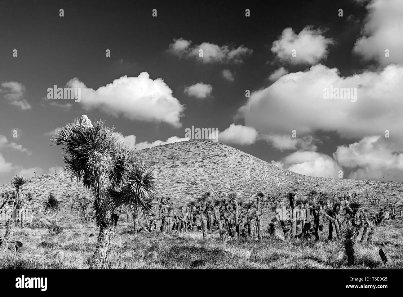 Joshua trees in Mojave desert with hill beyond under a sky with white fluffy clouds. Black and white. Stock Photo
