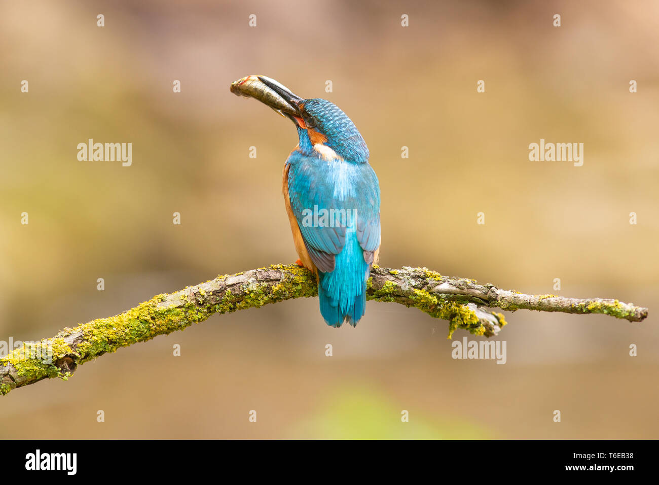 Common European Kingfisher, Alcedo atthis, Germany Stock Photo