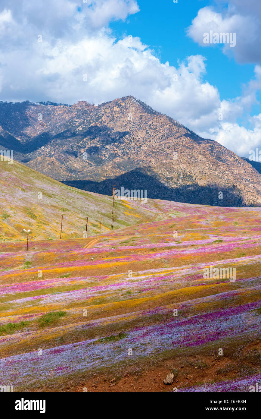 Rocky mountain wildflowers hi-res stock photography and images - Alamy