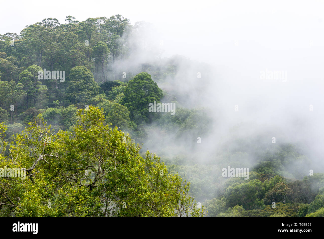Sri Lanka montane rain forests in the Horton Plains Stock Photo