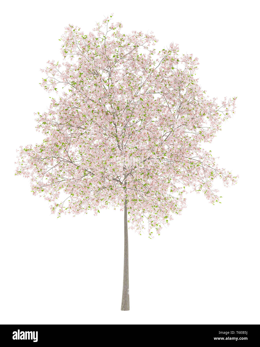 flowering cherry tree isolated on white background Stock Photo