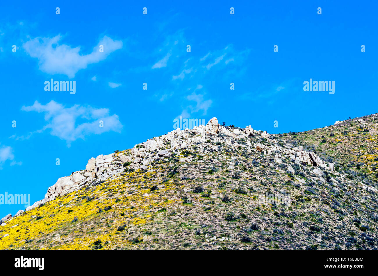 Mountain peak with springtime yellow wildflowers and white rocky peak under bright blue sky. Stock Photo