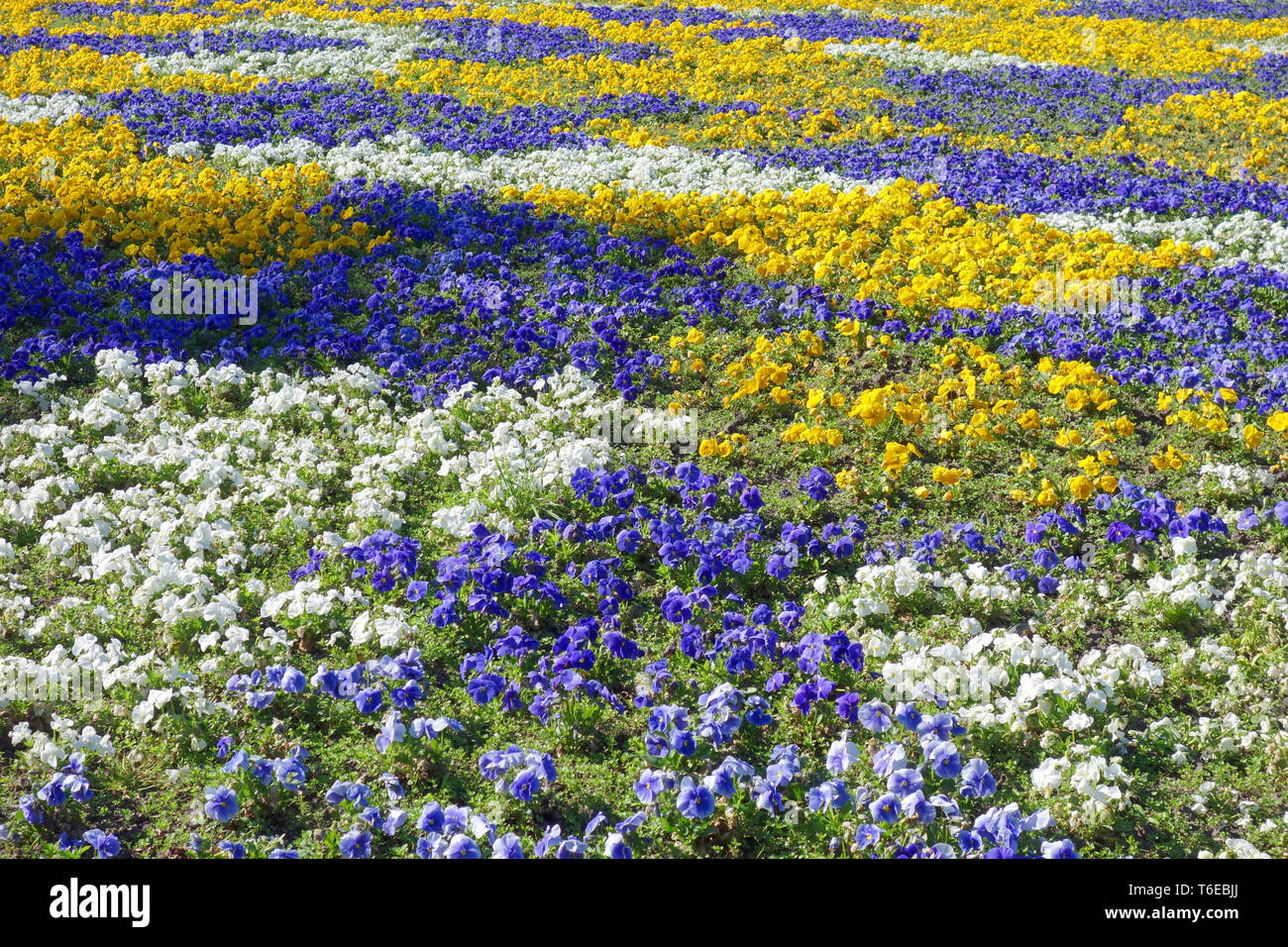 Pansies, viola tricolor Stock Photo