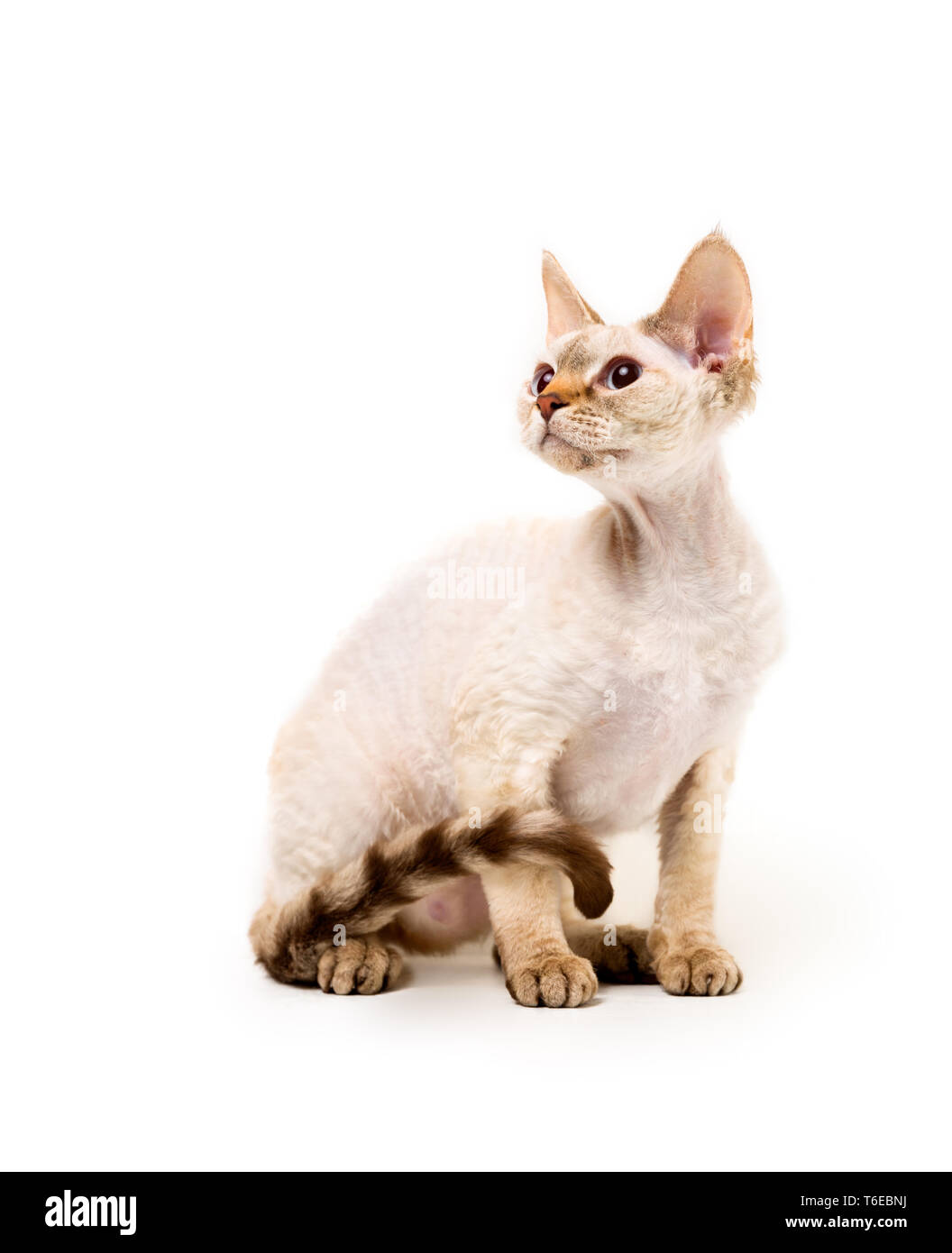 red point devon rex