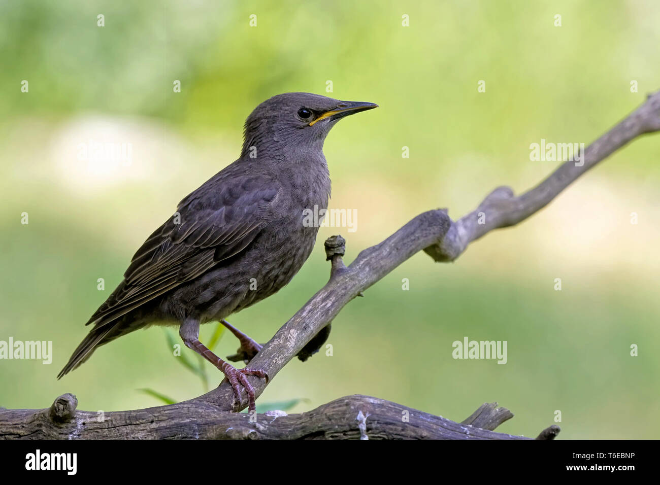 young startling Stock Photo