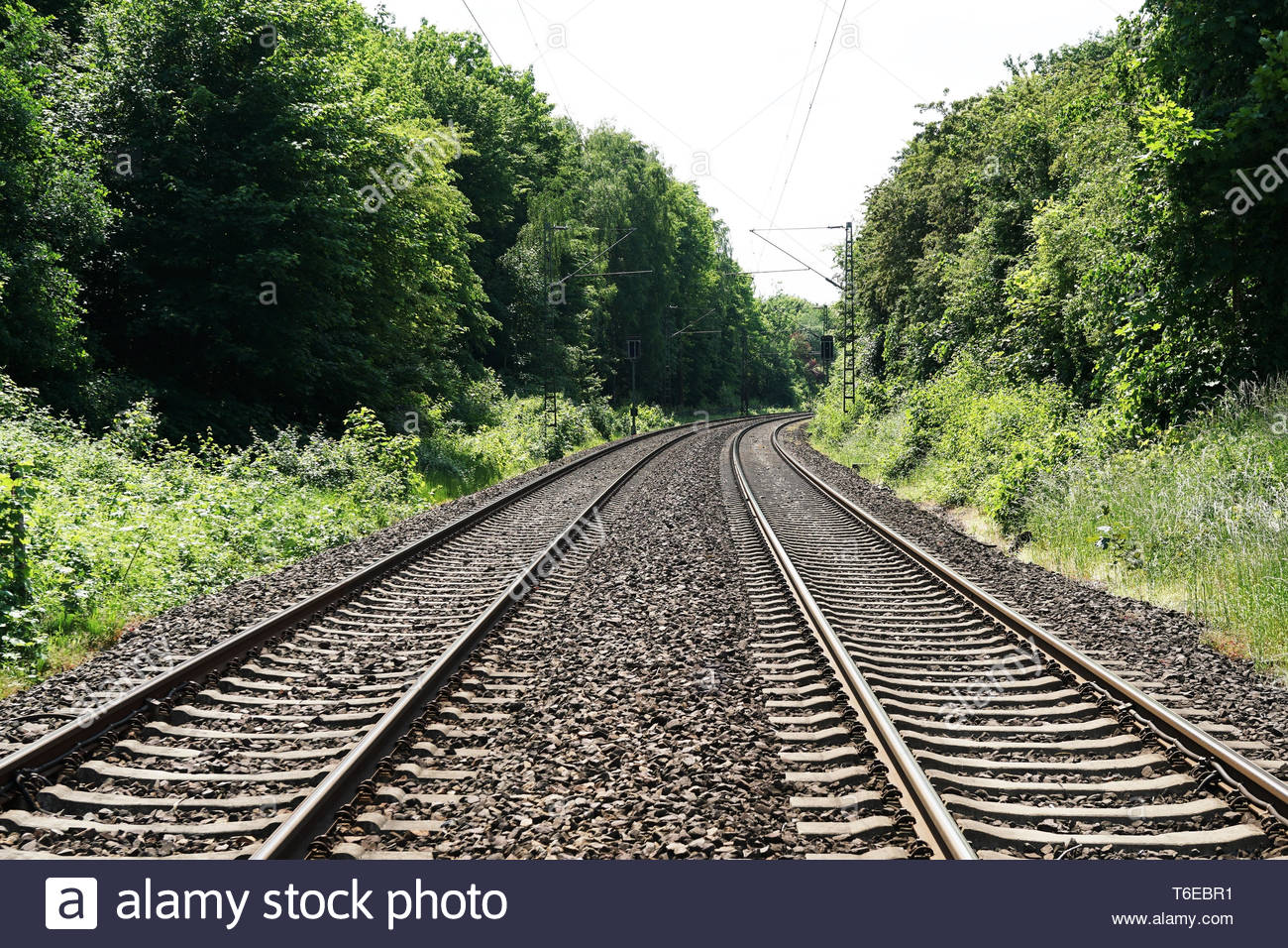 train track tree