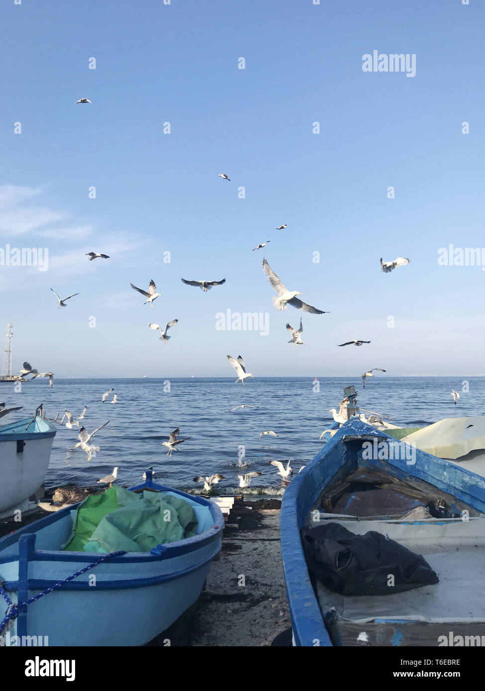 Seagulls wheeling above the boat Stock Photo