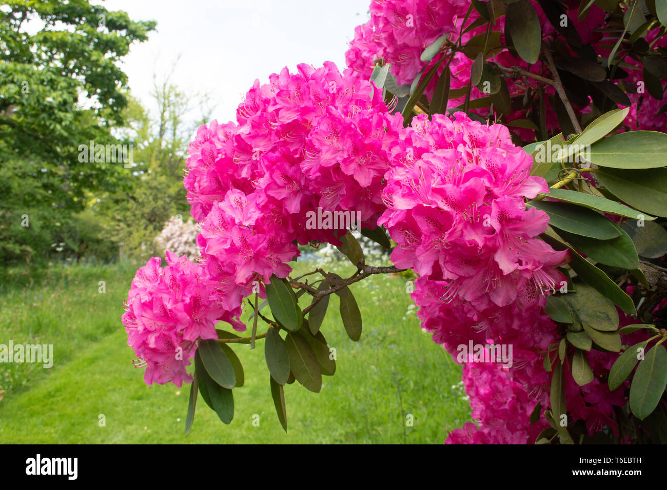 Close up of Pink rhododendron Stock Photo